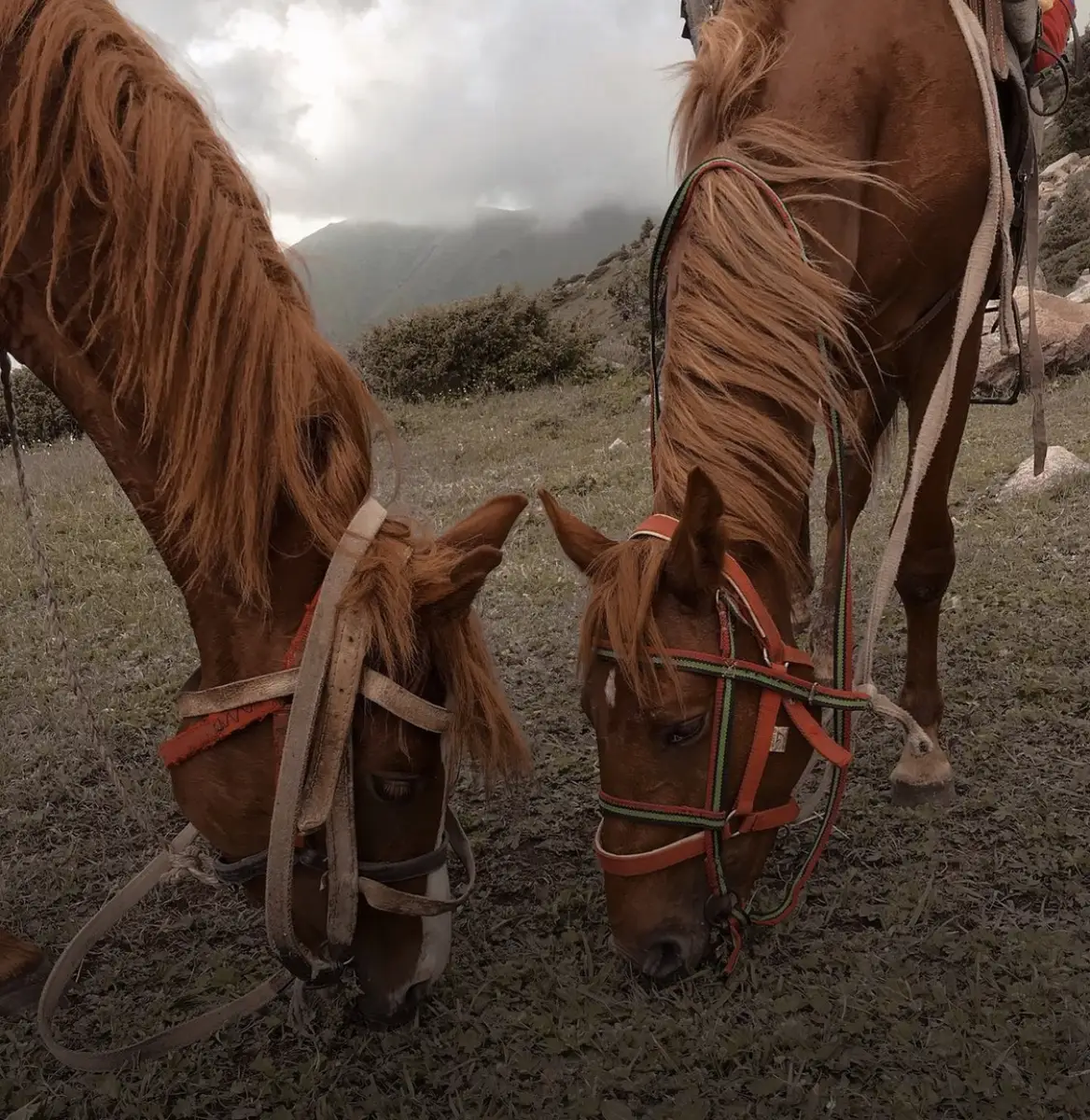 Close-up of two bridled horses grazing head to head on a mountain pasture